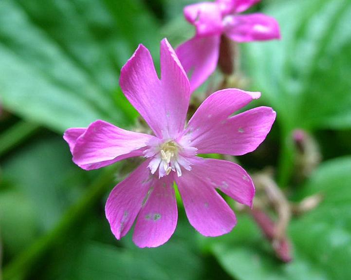 Silene dioica / Silene dioica